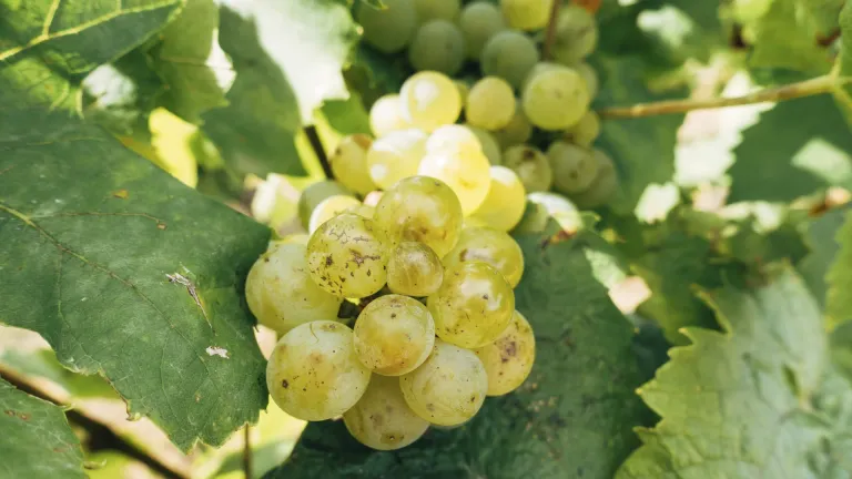 Muscat: In-depth Grape Varietal Profile