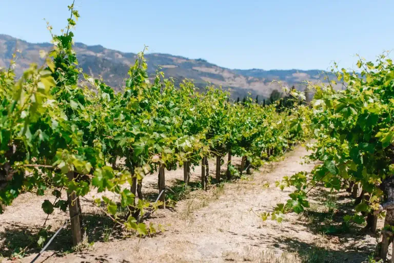 Napa Valley AVA