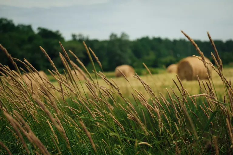 Annapolis Valley