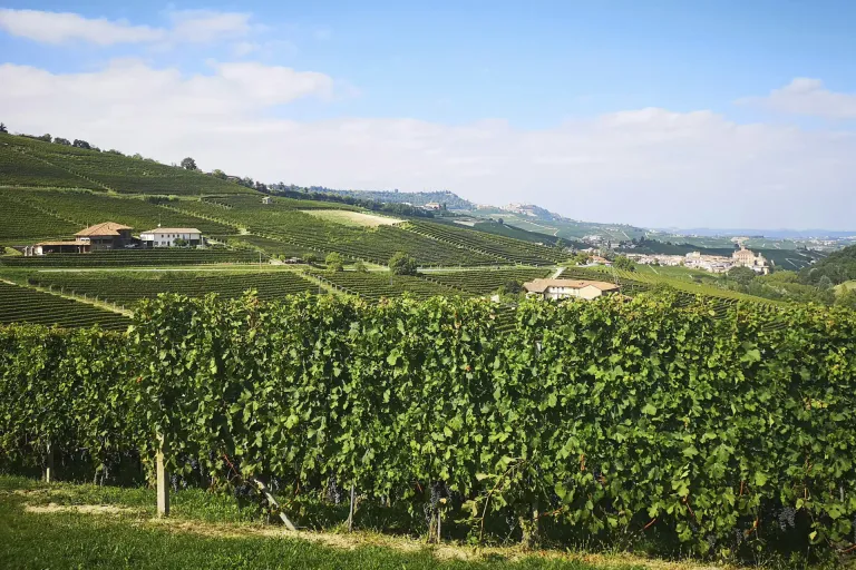 Gattinara