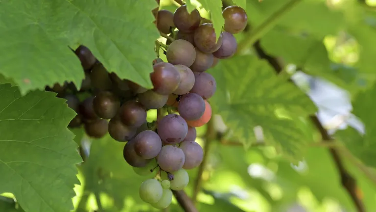 Pinot Gris: In-Depth Grape Varietal Profile