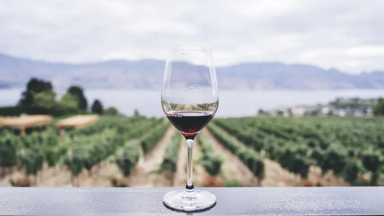 Pinot Noir: In-Depth Wine Profile