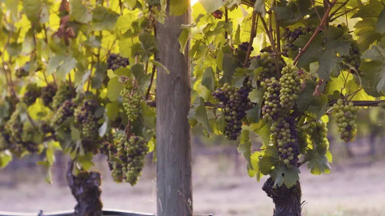 Pinot Noir: In-Depth Grape Varietal Profile