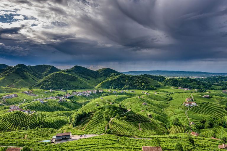 Prosecco (Veneto)