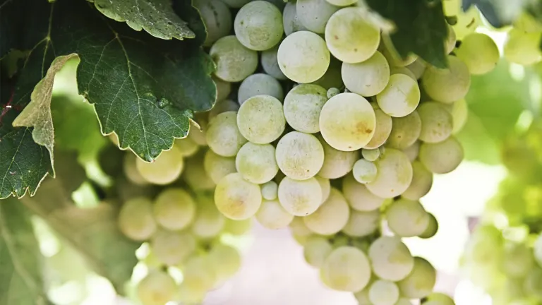 Riesling: In-Depth Grape Varietal Profile