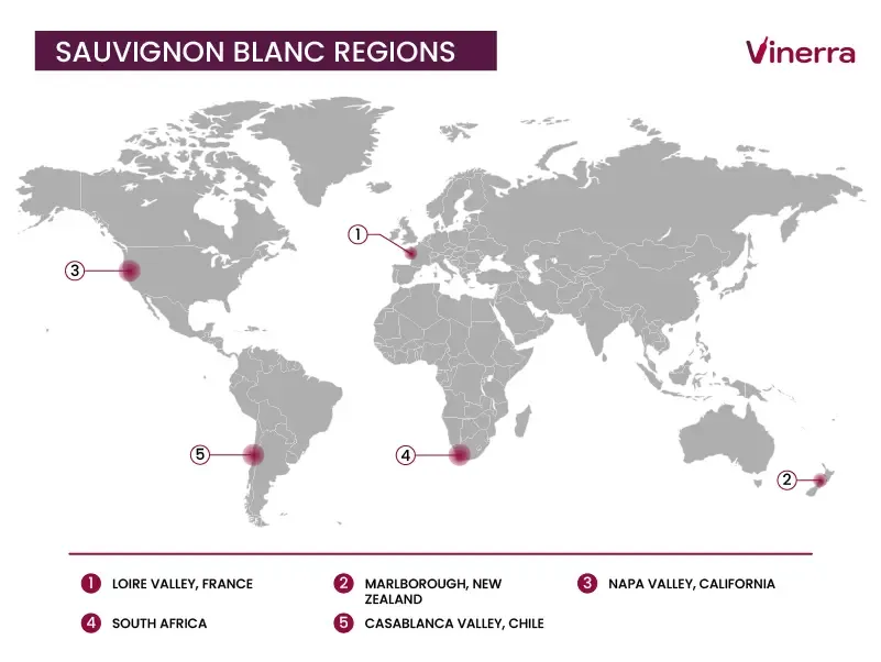 Main Producers of Sauvignon Blanc