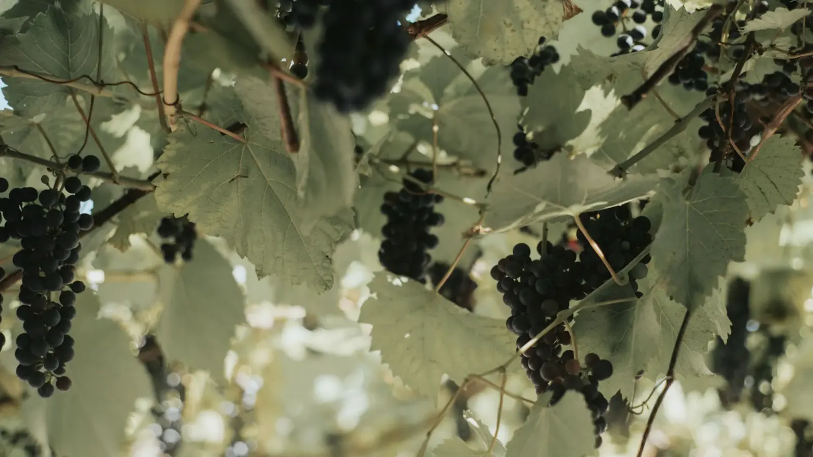 Exploring the Saint Laurent Grape Varietal: A Hidden Gem in Winemaking