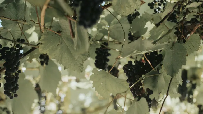 Exploring the Saint Laurent Grape Varietal: A Hidden Gem in Winemaking