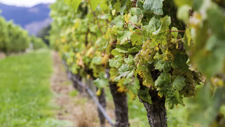 Sauvignon Blanc: In-Depth Grape Varietal Profile
