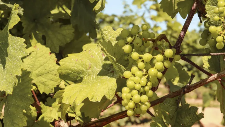 Semillon: In-depth Grape Varietal Profile