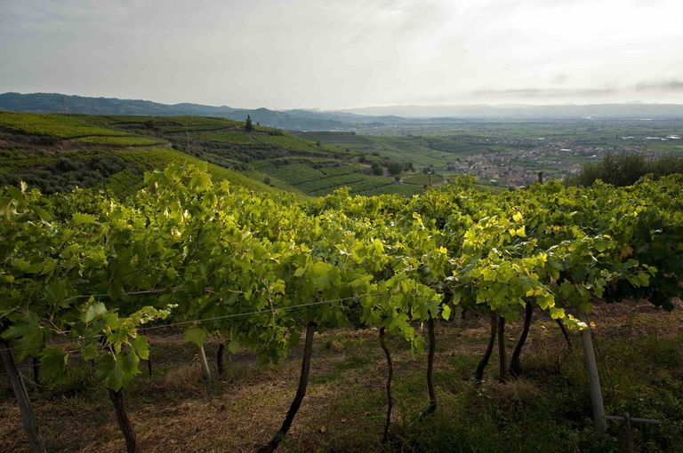 Soave