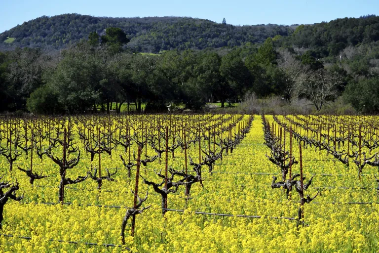 Sonoma County AVA