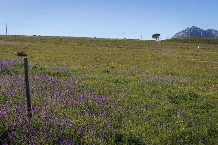 Stellenbosch