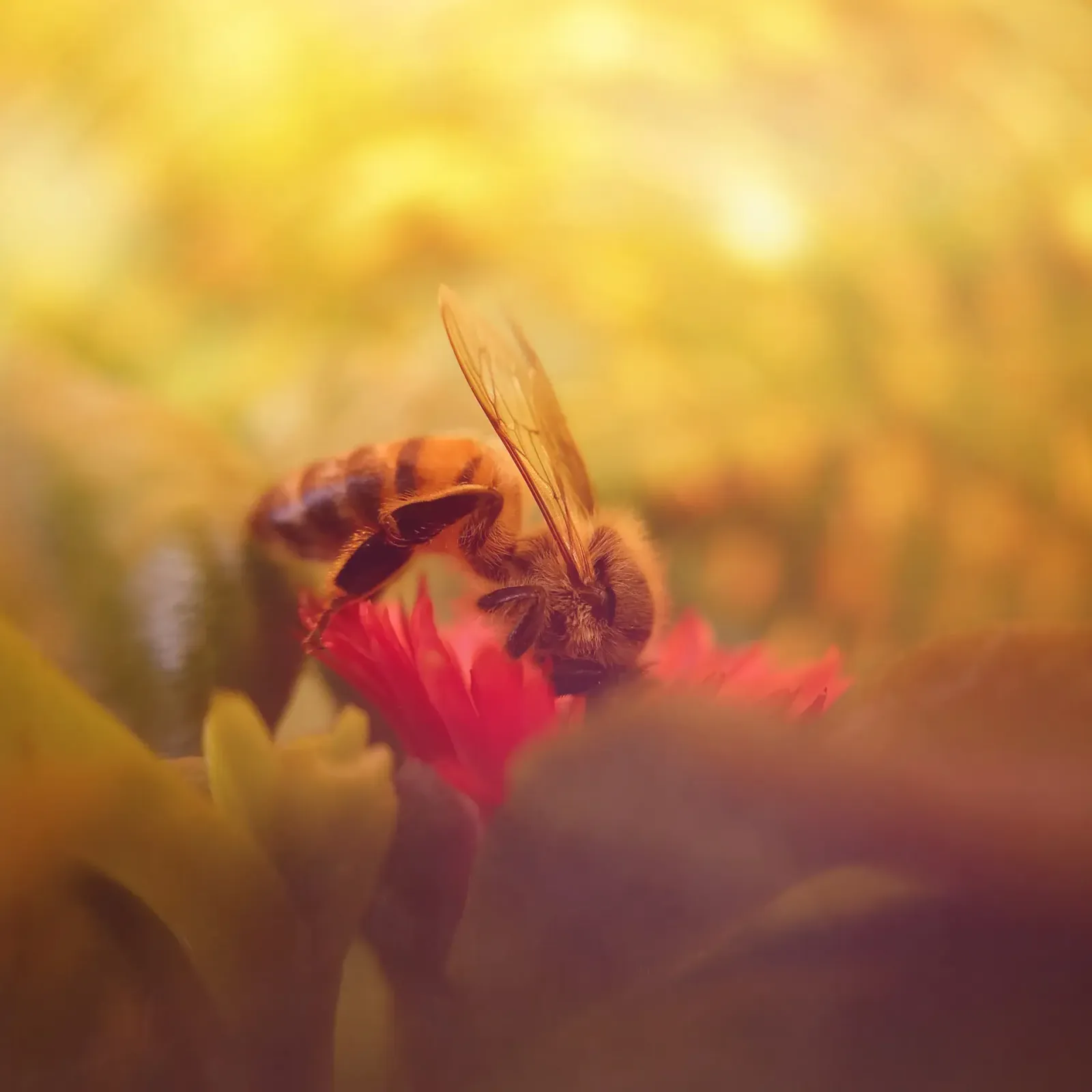 Vinerra Media Kit - 2026