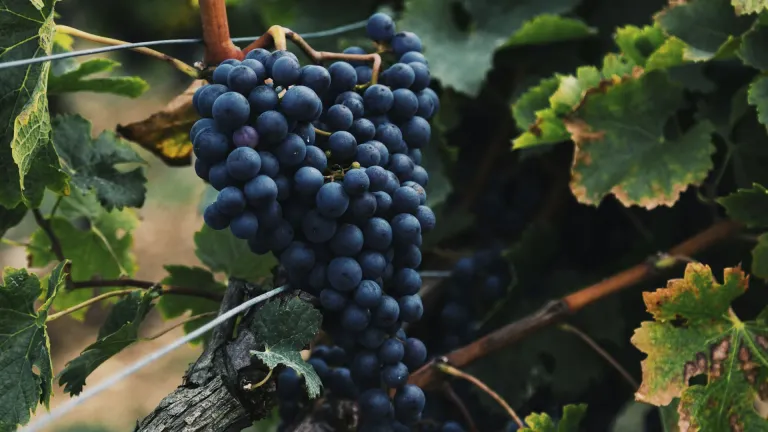 Syrah: In-depth Grape Varietal Profile