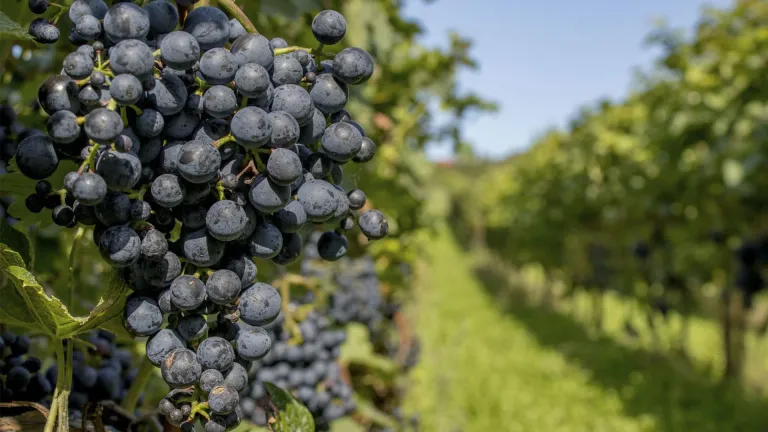 Tannat: an In-Depth Grape Varietal Profile