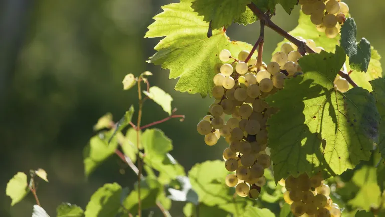 Verdejo: an In-Depth Grape Profile