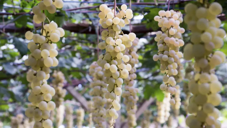 Viognier: an In-Depth Grape Varietal Profile
