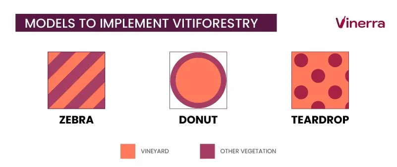 Most Common Models to Implement Vitiforestry