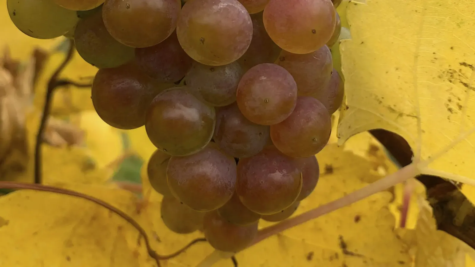 Exploring the Welschriesling Grape Varietal: Characteristics and Uses