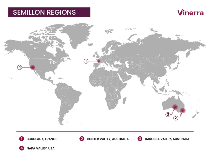 Main Producers of Semillon Wines