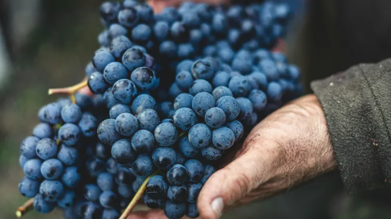 Zinfandel: an In-Depth Grape Varietal Profile