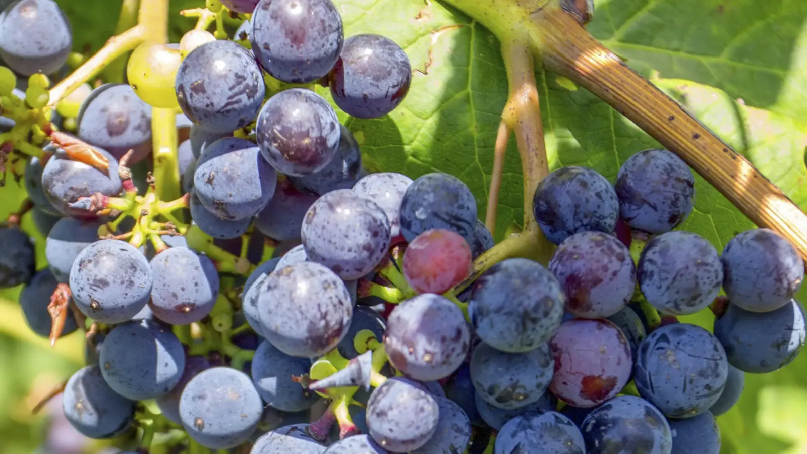 Discover the Zweigelt Grape Varietal: Austria's Rising Star Red Wine