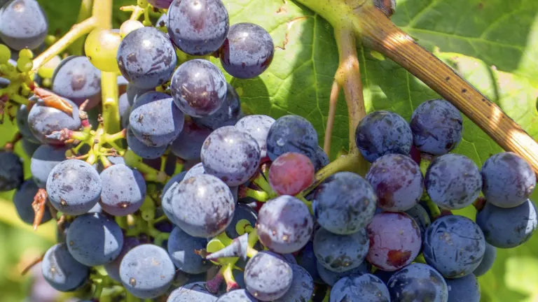 Discover the Zweigelt Grape Varietal: Austria's Rising Star Red Wine